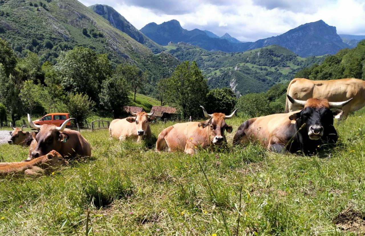 Casa La Fragua 15 Min De Cangas De Onis Ngoại thất bức ảnh
